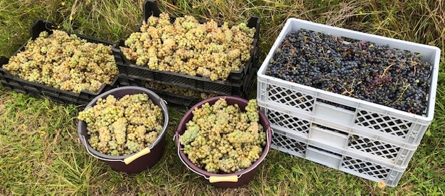 partie raisins 2025.jpg